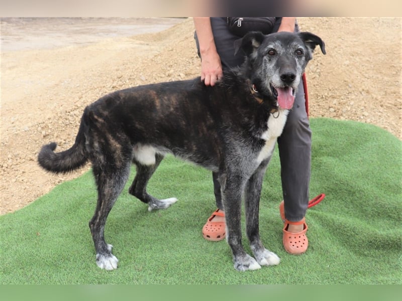Pantufa, Mix Schäferhund / Labrador, lieb und verträglich