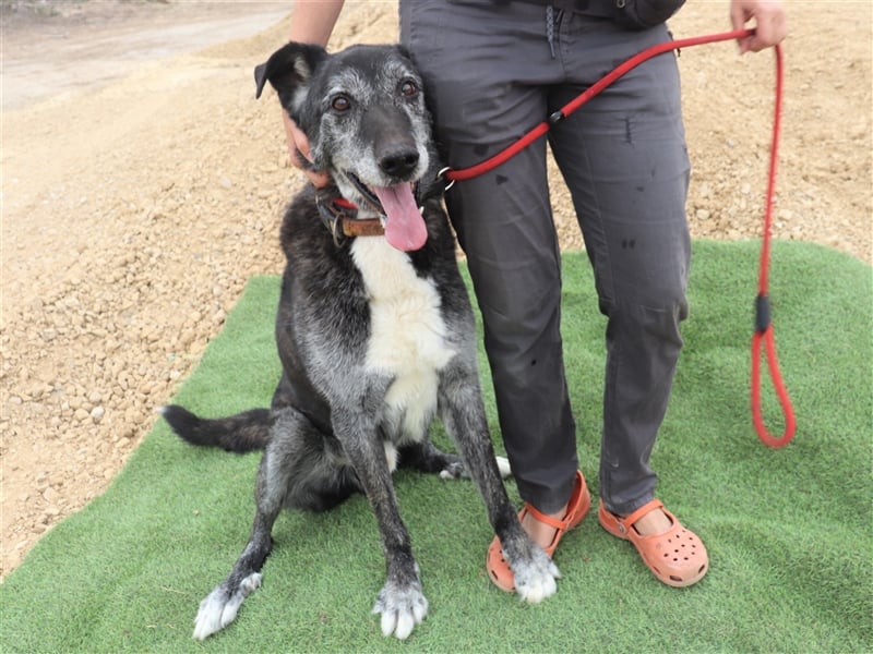 Pantufa, Mix Schäferhund / Labrador, lieb und verträglich