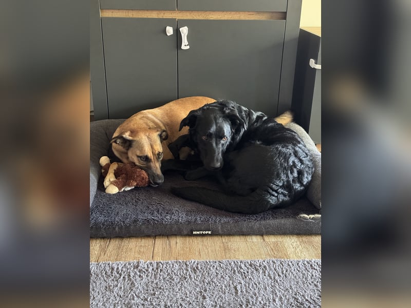 Rudi LM – junger Herzenshund mit viel Potenzial