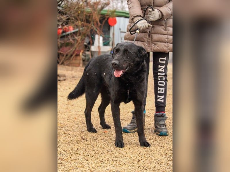 Cody-VA charmanter Mann möchte Küsschen geben