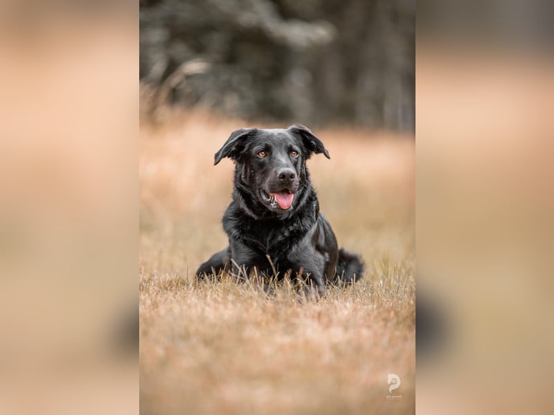 Rudi LM – junger Herzenshund mit viel Potenzial