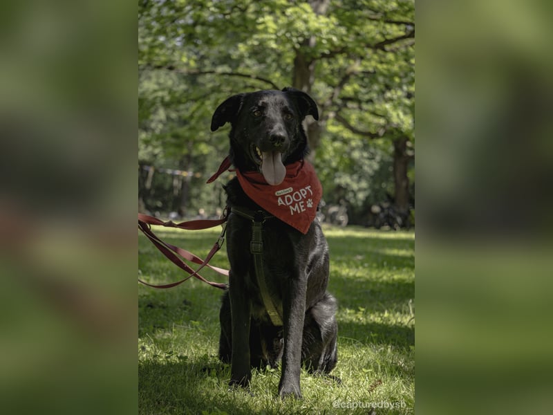Rudi LM – junger Herzenshund mit viel Potenzial