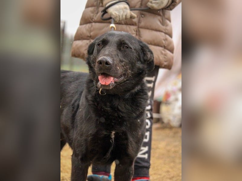 Cody-VA charmanter Mann möchte Küsschen geben