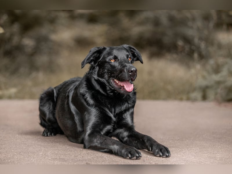 Rudi LM – junger Herzenshund mit viel Potenzial
