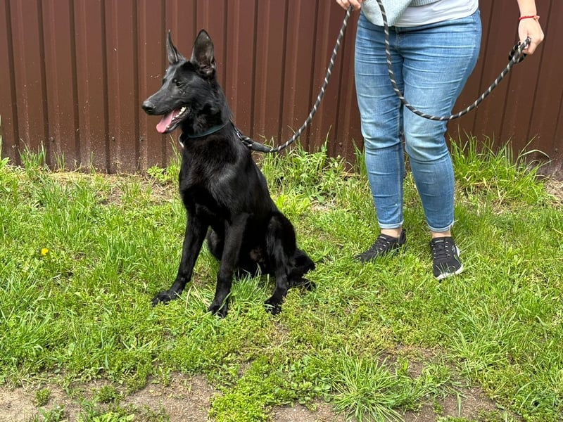 Lupin VI– Ein kluger Herzenshund sucht sein Für-immer-Zuhause