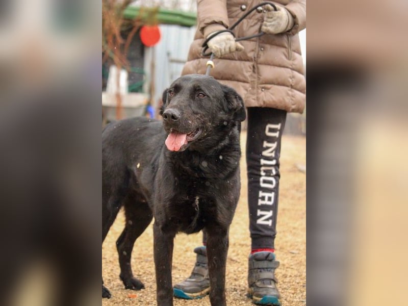 Cody-VA charmanter Mann möchte Küsschen geben