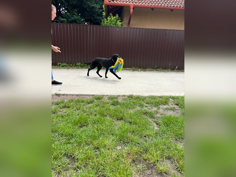 Lupin VI– Ein kluger Herzenshund sucht sein Für-immer-Zuhause