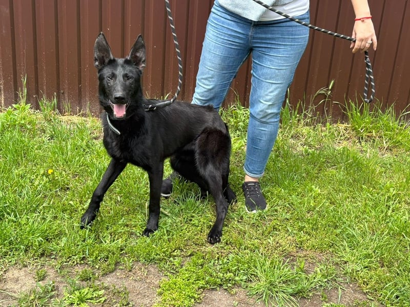 Lupin VI– Ein kluger Herzenshund sucht sein Für-immer-Zuhause