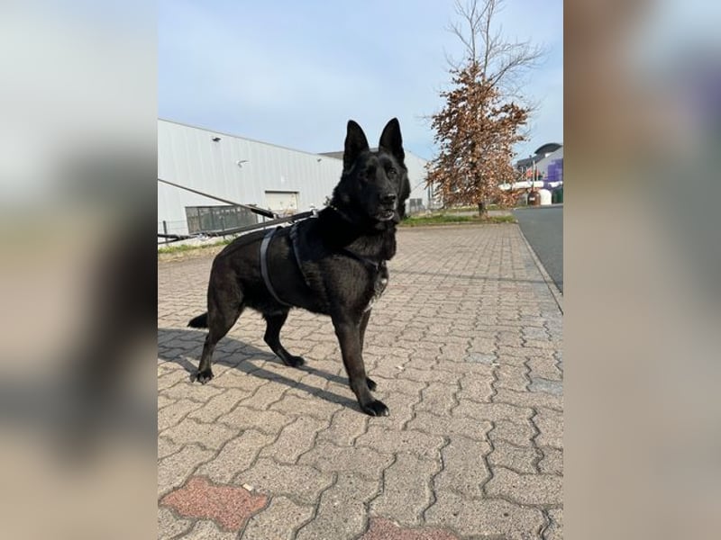 Pako-VA, Freundlicher Senior auf der Suche nach seinem Für-Immer-Zuhause!