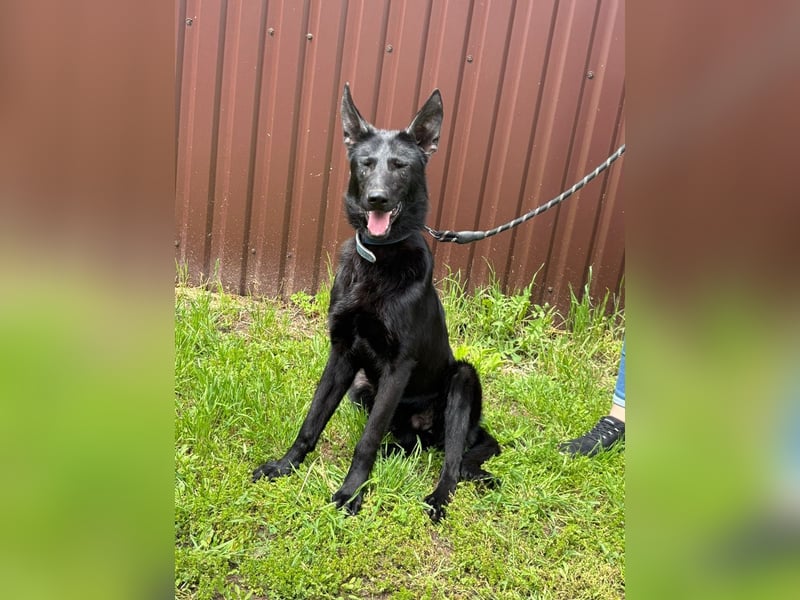 Lupin VI– Ein kluger Herzenshund sucht sein Für-immer-Zuhause