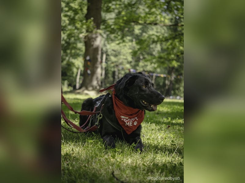 Rudi LM – junger Herzenshund mit viel Potenzial