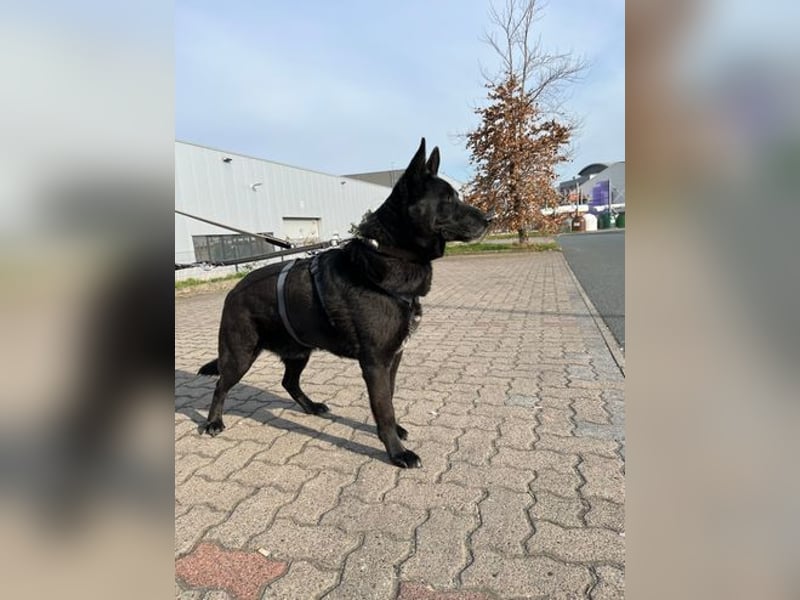 Pako-VA, Freundlicher Senior auf der Suche nach seinem Für-Immer-Zuhause!