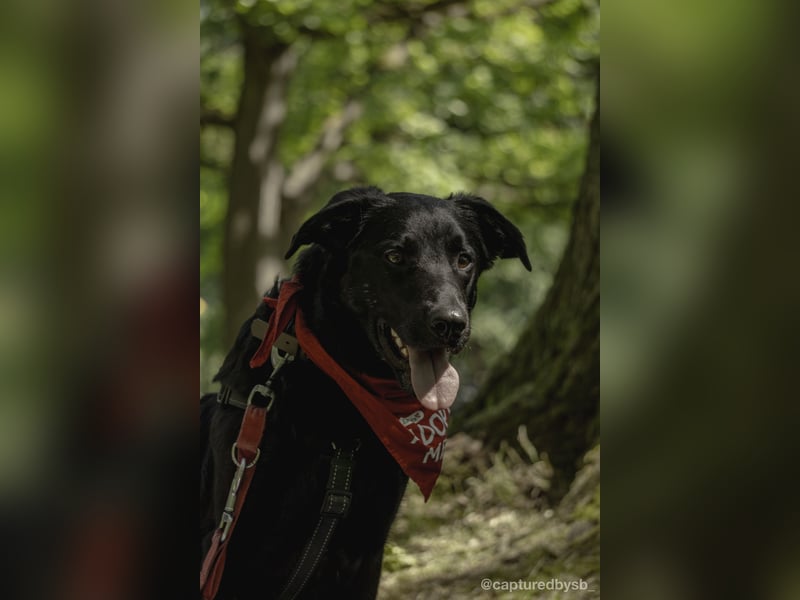Rudi LM – junger Herzenshund mit viel Potenzial