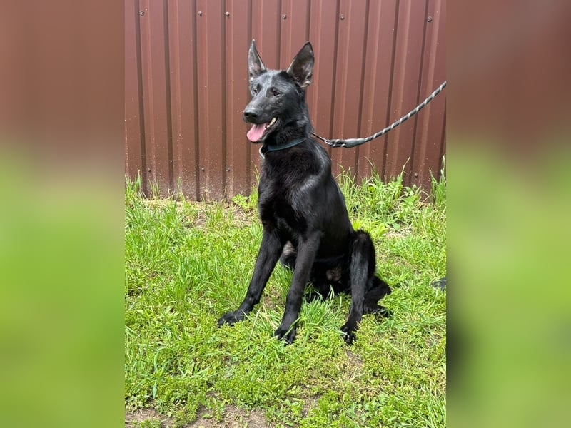 Lupin VI– Ein kluger Herzenshund sucht sein Für-immer-Zuhause