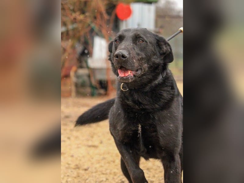 Cody-VA charmanter Mann möchte Küsschen geben