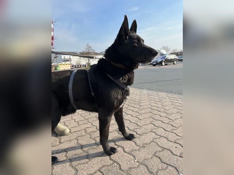 Pako-VA, Freundlicher Senior auf der Suche nach seinem Für-Immer-Zuhause!