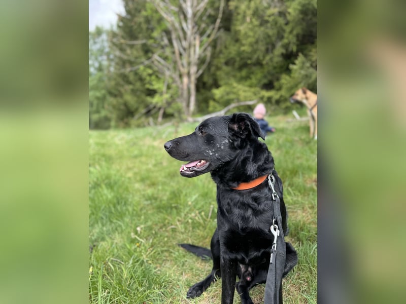 Rudi LM – junger Herzenshund mit viel Potenzial