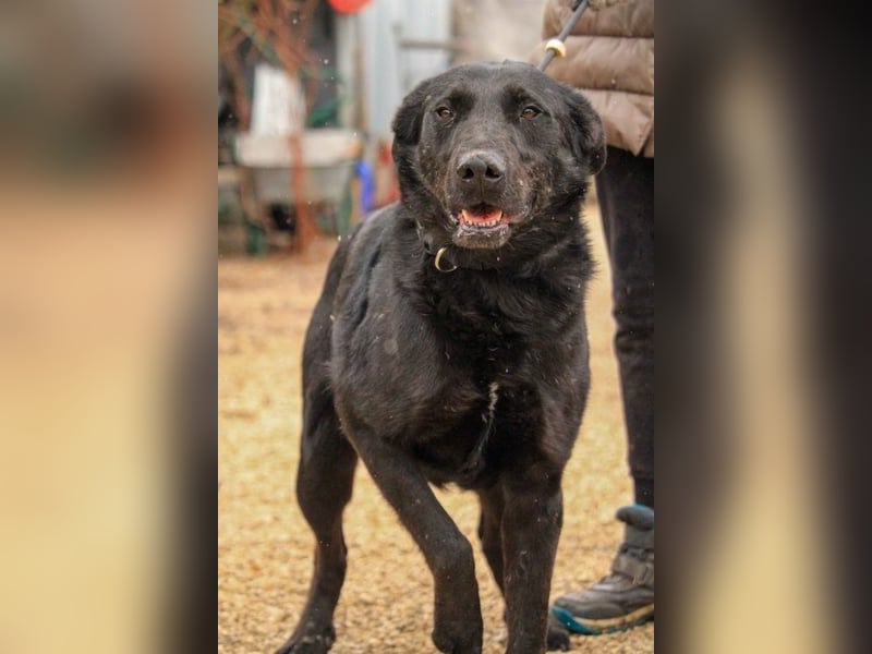 Cody-VA charmanter Mann möchte Küsschen geben
