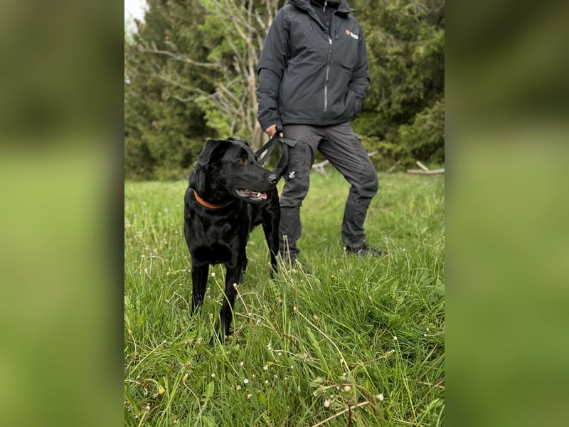 Rudi LM – junger Herzenshund mit viel Potenzial