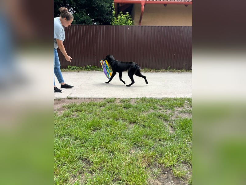 Lupin VI– Ein kluger Herzenshund sucht sein Für-immer-Zuhause