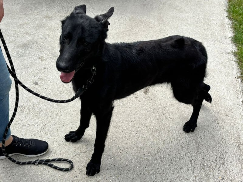 Lupin VI– Ein kluger Herzenshund sucht sein Für-immer-Zuhause