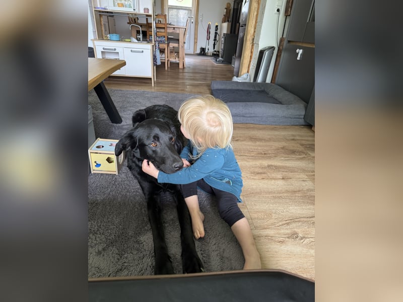 Rudi LM – junger Herzenshund mit viel Potenzial