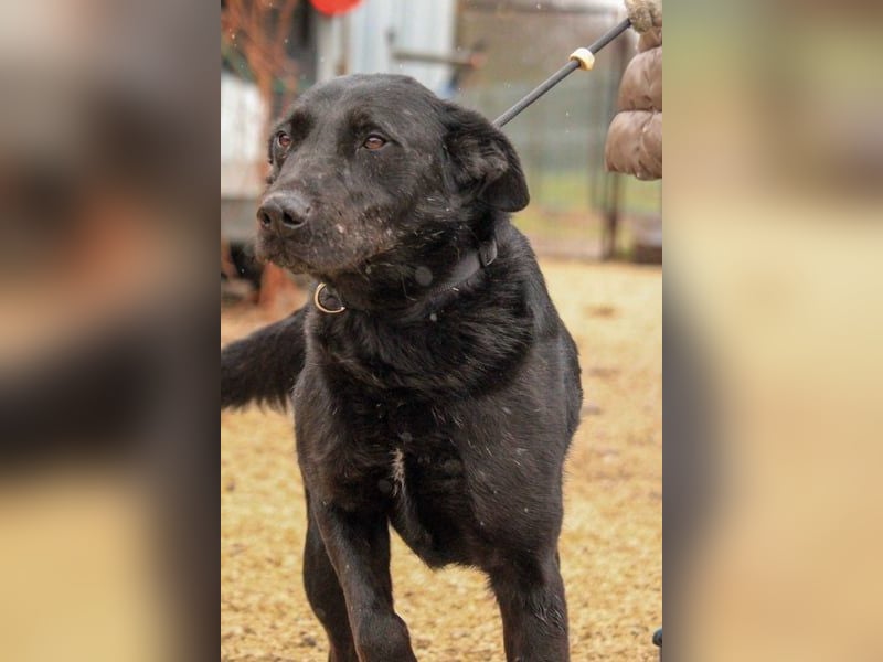 Cody-VA charmanter Mann möchte Küsschen geben
