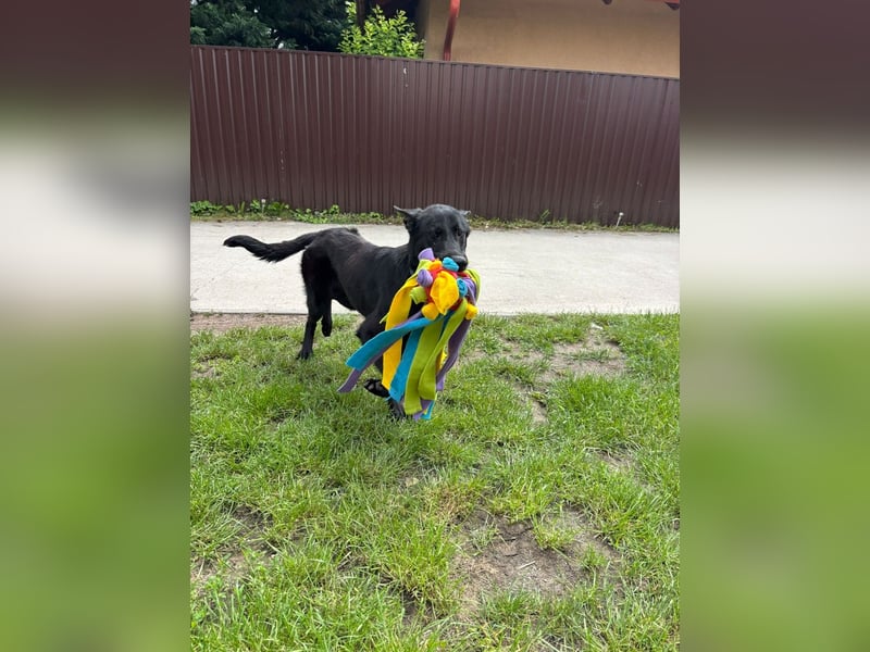 Lupin VI– Ein kluger Herzenshund sucht sein Für-immer-Zuhause