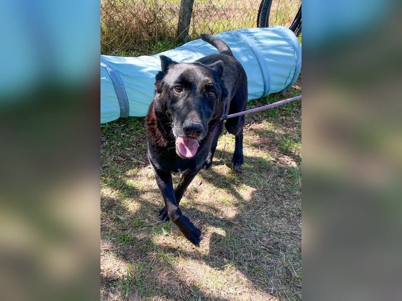 Pako-VA, Freundlicher Senior auf der Suche nach seinem Für-Immer-Zuhause!