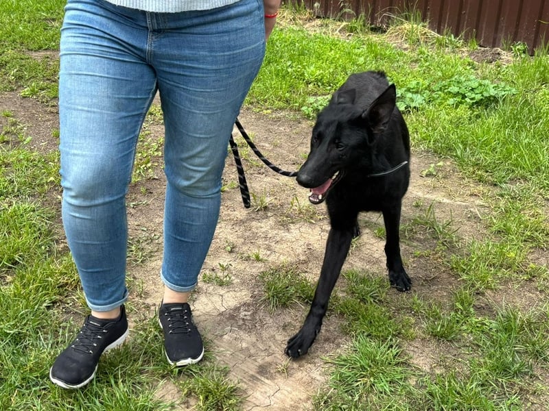 Lupin VI– Ein kluger Herzenshund sucht sein Für-immer-Zuhause