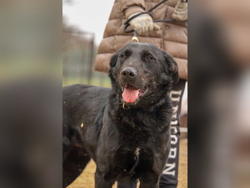 Cody-VA charmanter Mann möchte Küsschen geben
