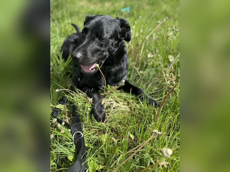 Rudi LM – junger Herzenshund mit viel Potenzial