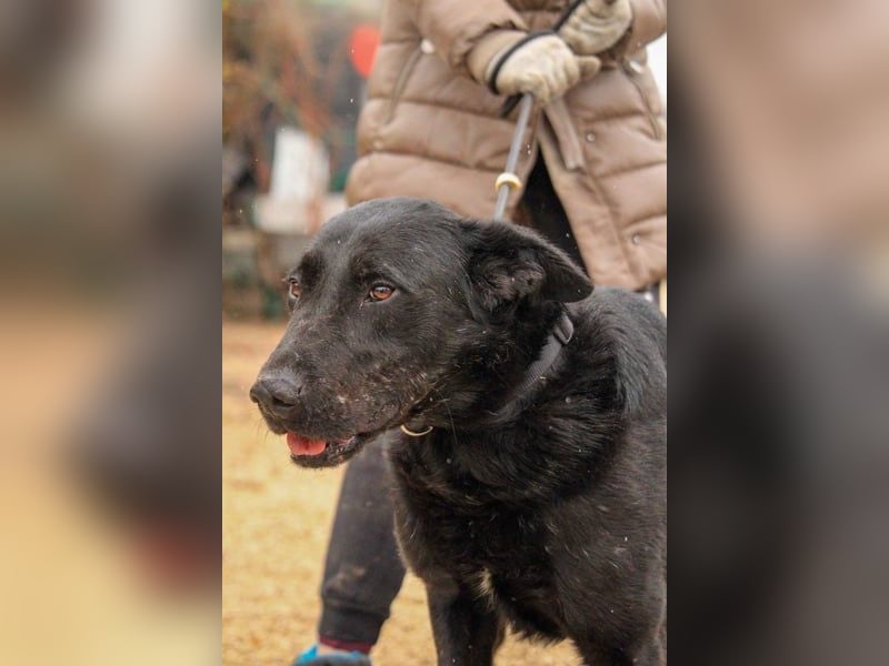 Cody-VA charmanter Mann möchte Küsschen geben