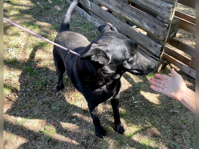 Pako, freundlicher Schäferhund-Mix geb.2014
