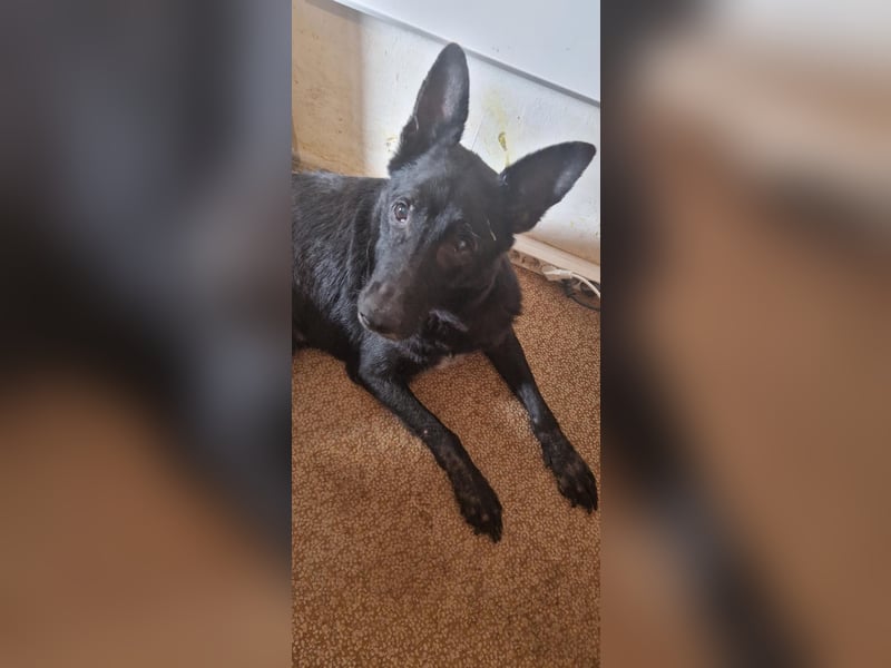 Pako, freundlicher Schäferhund-Mix geb.2014