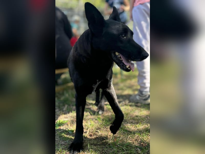 Pako, freundlicher Schäferhund-Mix geb.2014