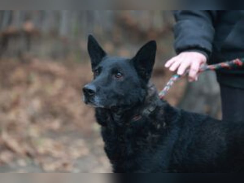 Update: ELVIS Schäferhundmix