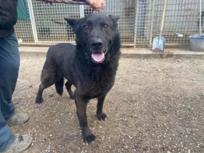 Update: ELVIS Schäferhundmix