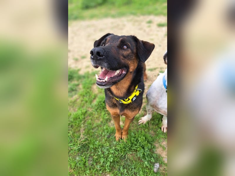 Tom (Spanien) - gutaussehender Schäferhund- Mix