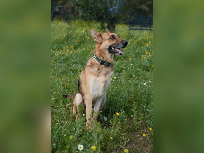 Tilo (Spanien) – ein liebevoller Vagabund auf vier Pfoten