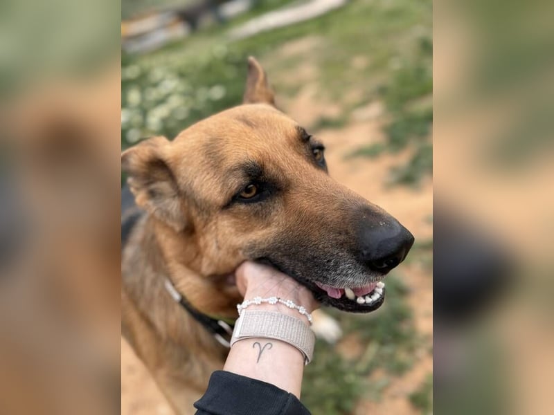 Tilo (Spanien) – ein liebevoller Vagabund auf vier Pfoten