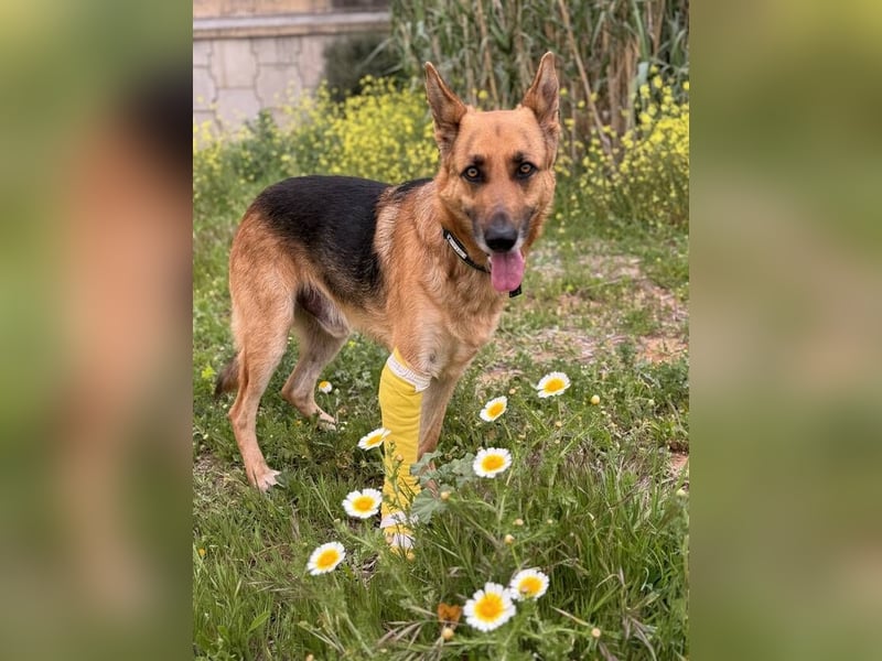 Tilo (Spanien) – ein liebevoller Vagabund auf vier Pfoten