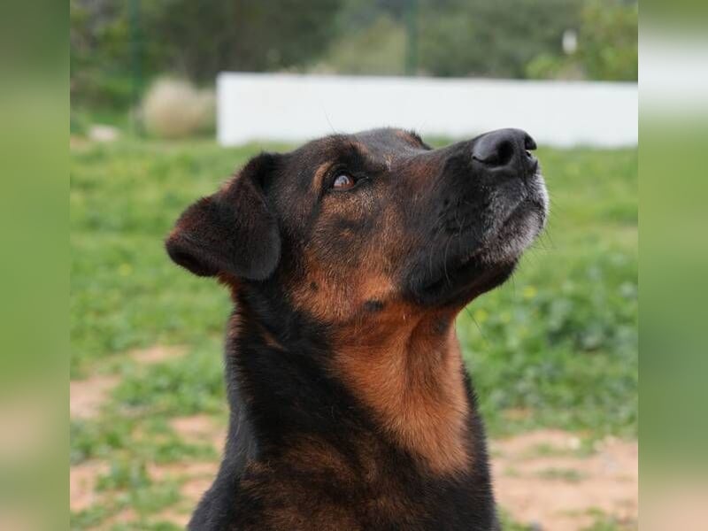Tom (Spanien) - gutaussehender Schäferhund- Mix