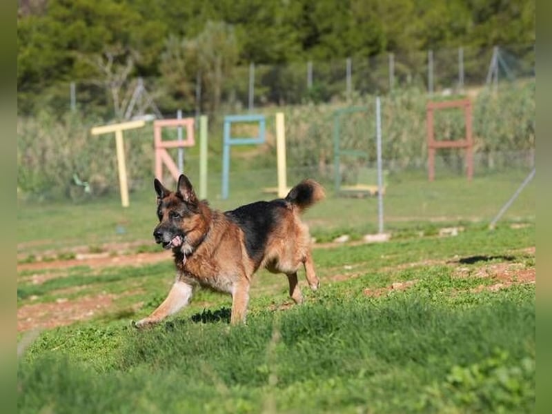 Rocky (Spanien) - liebevoller Senior sucht Alterswohnsitz
