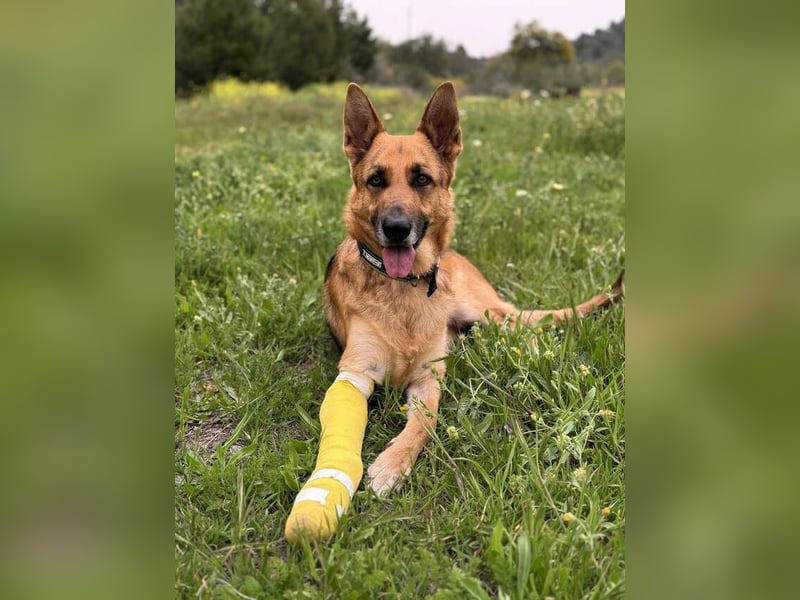 Tilo (Spanien) – ein liebevoller Vagabund auf vier Pfoten