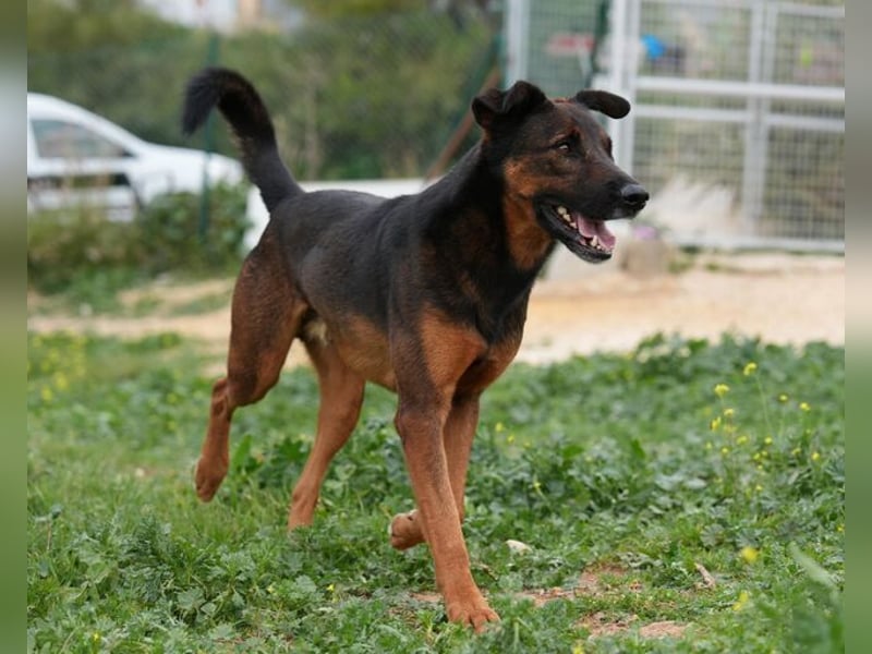 Tom (Spanien) - gutaussehender Schäferhund- Mix