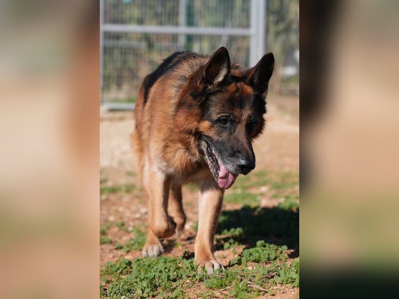 Rocky (Spanien) - liebevoller Senior sucht Alterswohnsitz