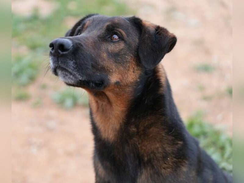 Tom (Spanien) - gutaussehender Schäferhund- Mix