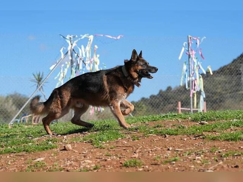 Rocky (Spanien) - liebevoller Senior sucht Alterswohnsitz