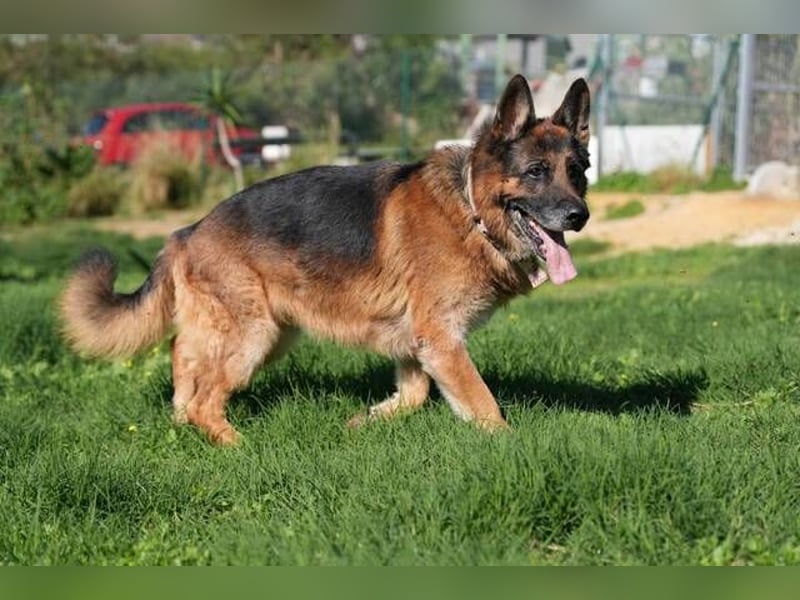 Rocky (Spanien) - liebevoller Senior sucht Alterswohnsitz